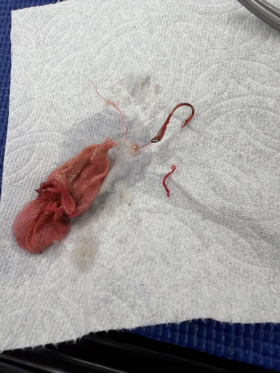 Fish hook and attached fishing line after removal from Tako's esophagus.