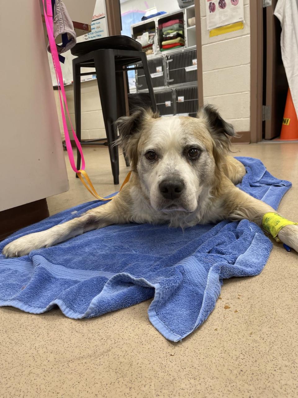 Tako resting on a blue towel at Cascade Veterinary Clinics during his fish-hook visit.