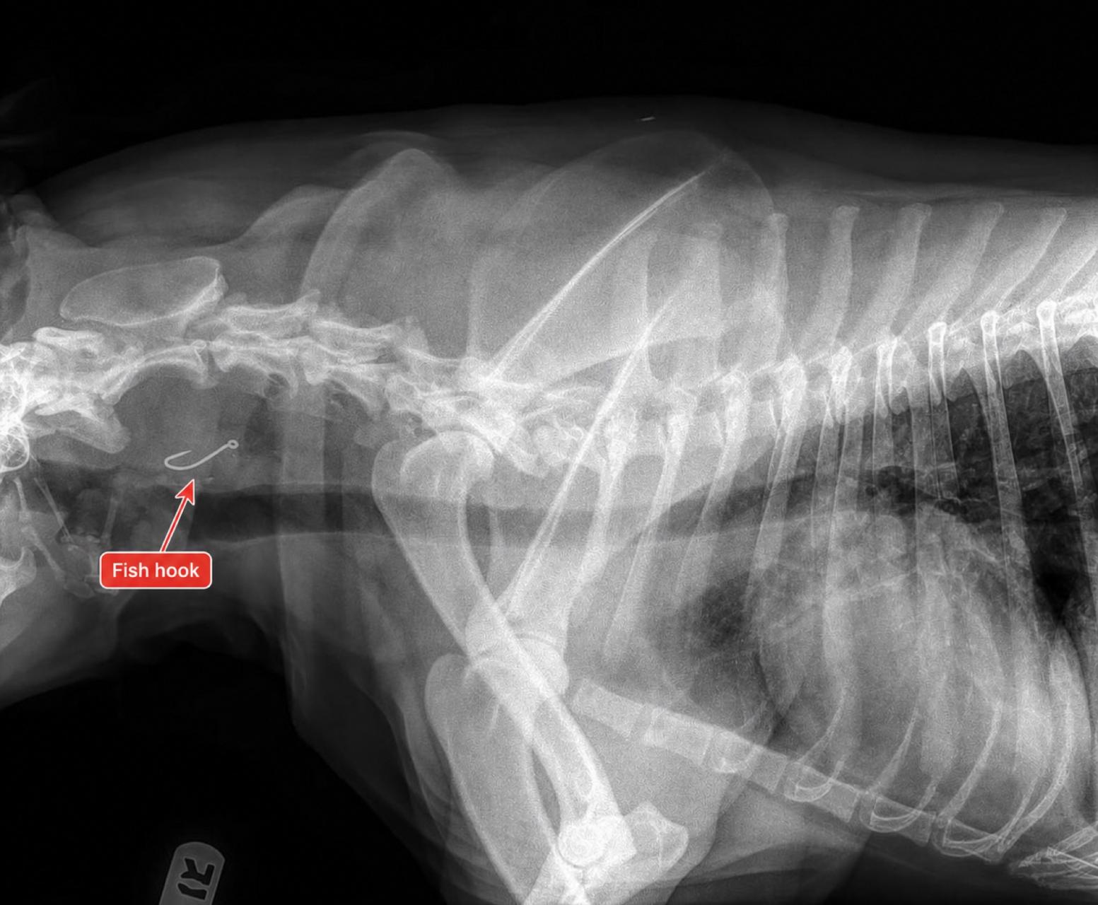 Lateral radiograph of Tako showing a fish hook in the proximal esophagus, identified by a red arrow.