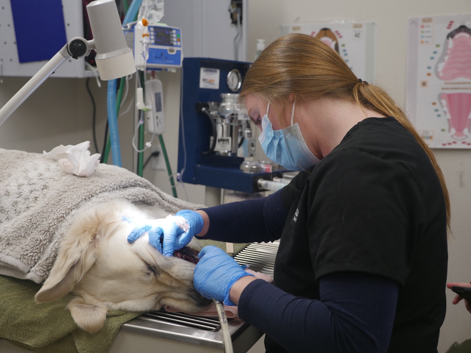 Kenzie providing dental care for a dog.