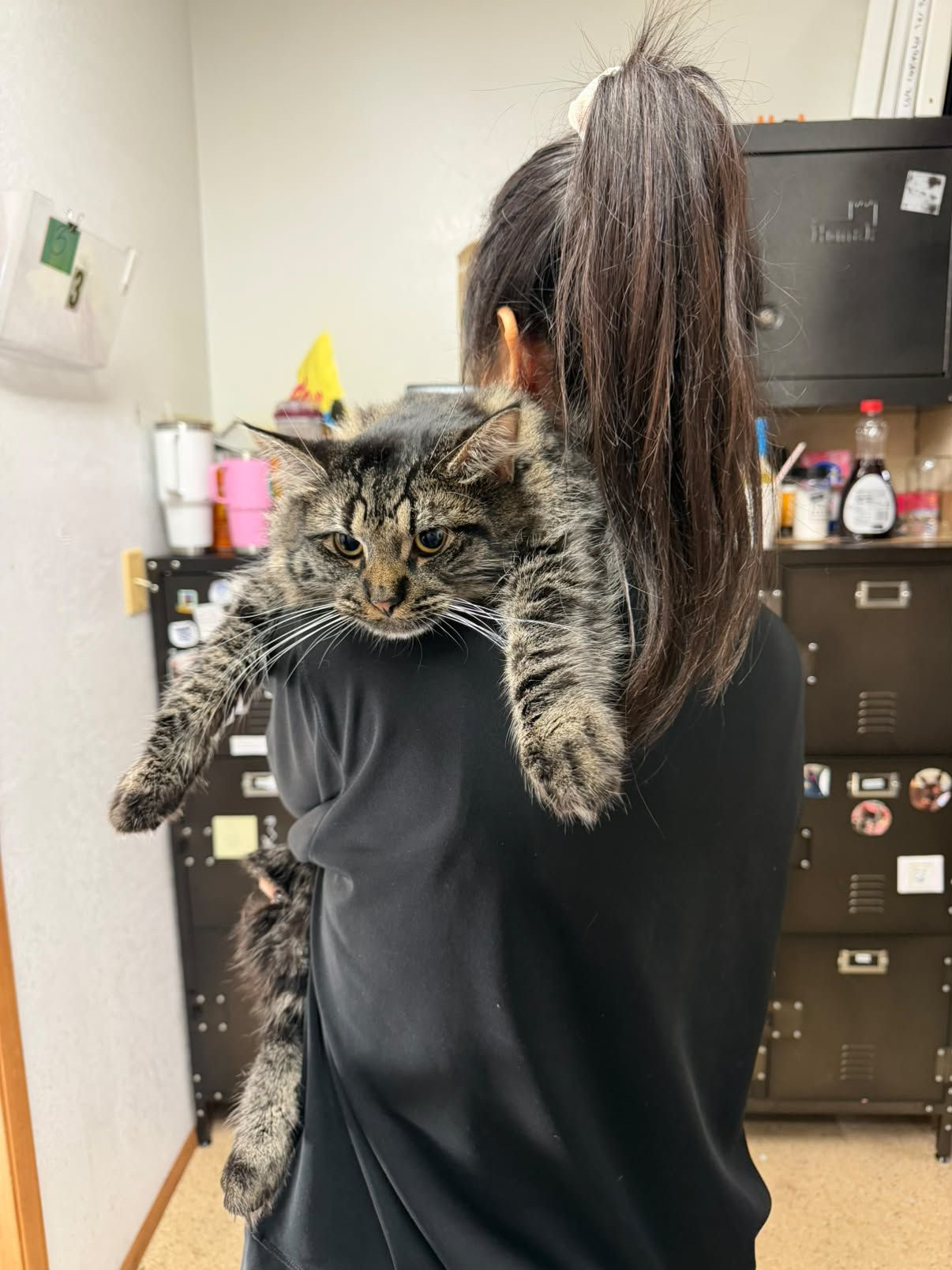 A tabby cat resting over a person’s shoulder.