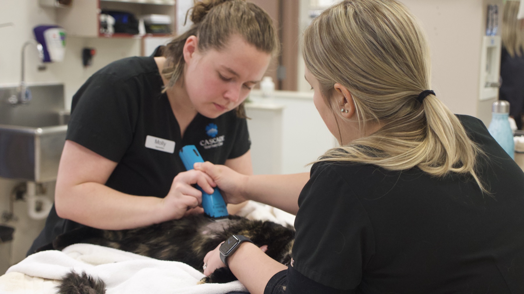 Molly on the left and Sabrina Fitzgerald on the right working together while caring for a cat at Cascade Veterinary Clinics.