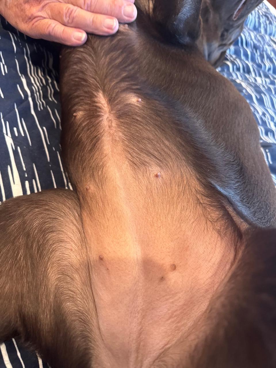 a dog’s abdomen at a later recovery update, with fur growing back over the surgical area