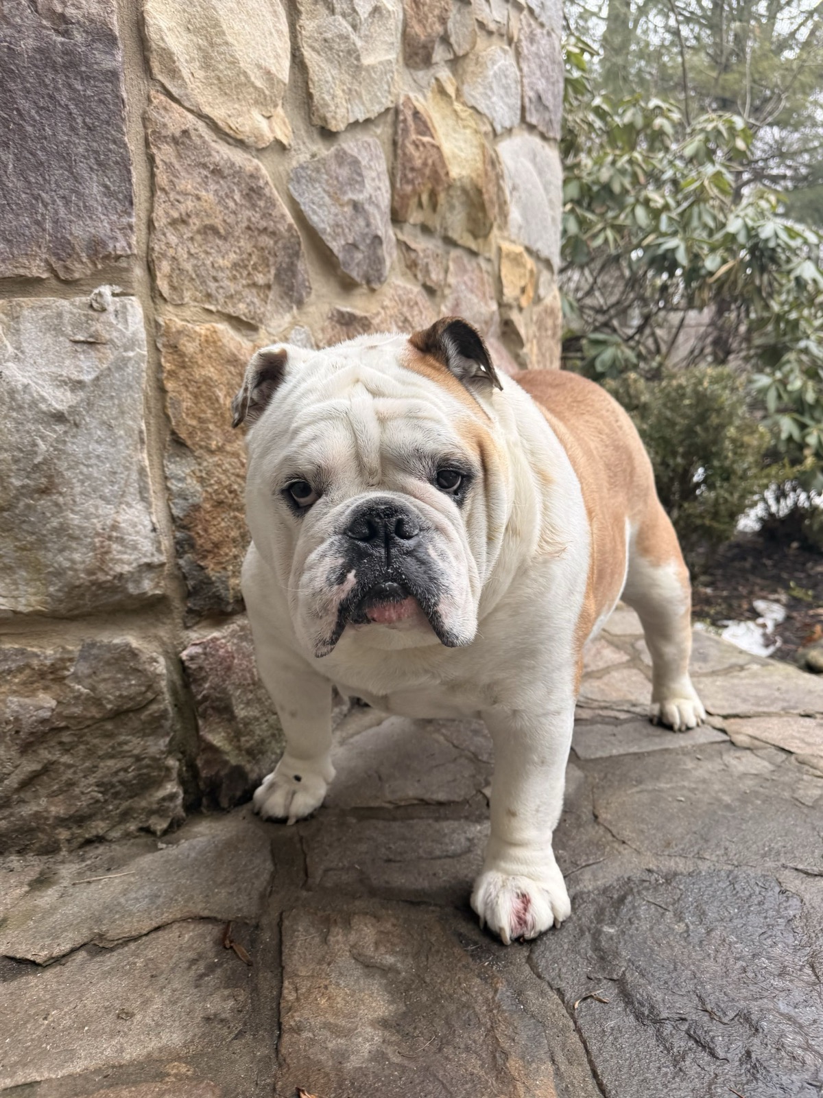 Fawn and white English Bulldog standing on a stone patio, showing the breed’s short muzzle and facial folds.