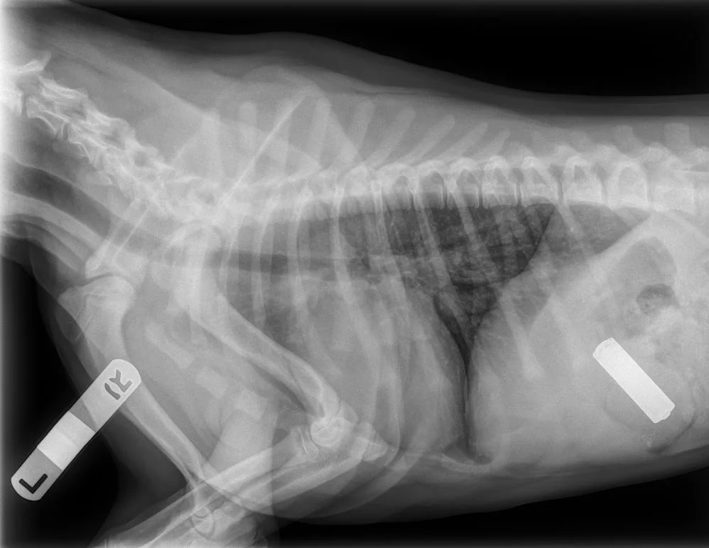 Side-view radiograph of Mikayla, a Labrador puppy, with a red arrow pointing to the swallowed AA battery in her upper abdomen.