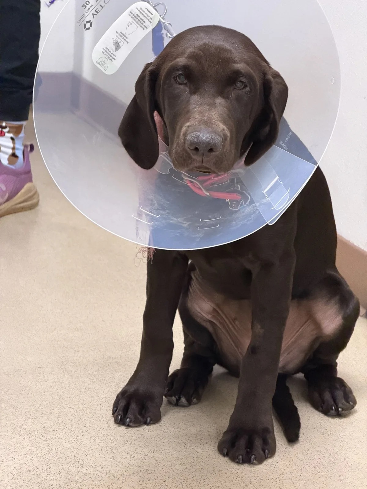 Mikayla, a chocolate Labrador puppy, wearing a recovery collar after surgery to remove a swallowed AA battery.