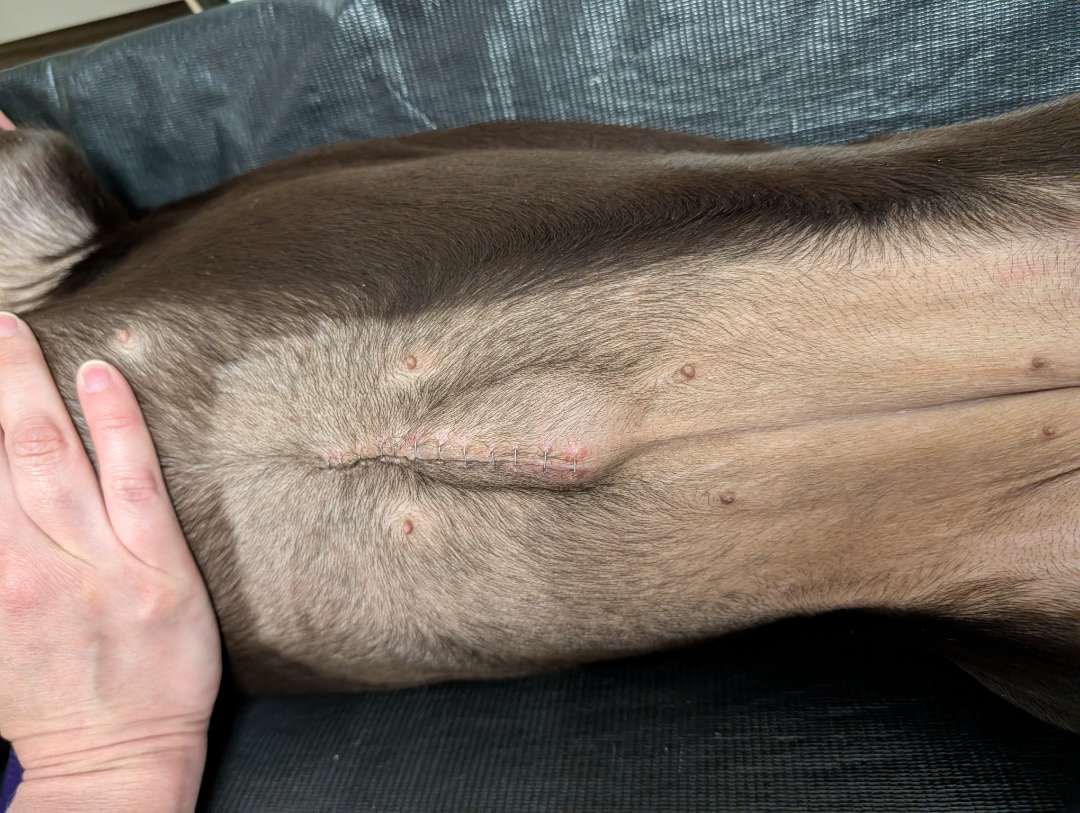 Wider view of a dog’s abdomen showing a closed incision and nearby swelling