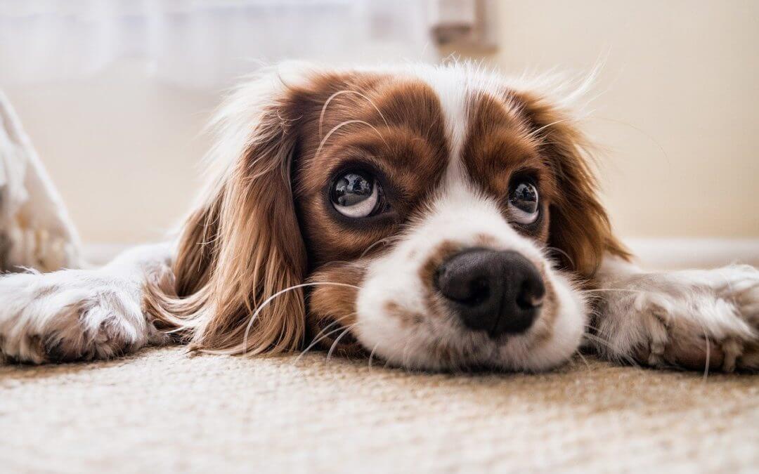 Dog Boredom Dog Boredom